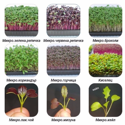 Кулинарен Градинар