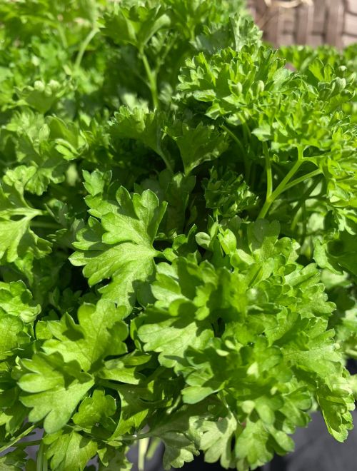 Магданоз, къдрав