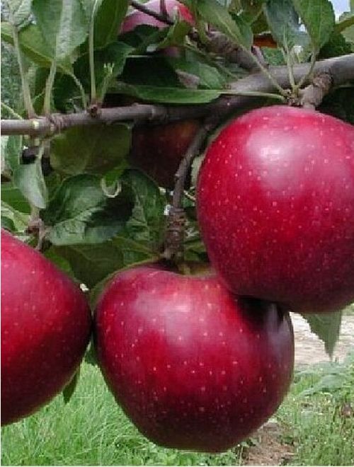 Ябълки, сорт Мелроуз