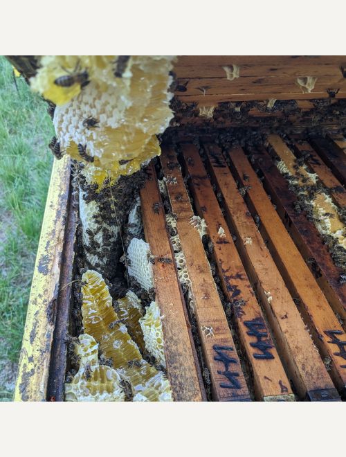 БИО пчелен мед - Студено пресован горски мед