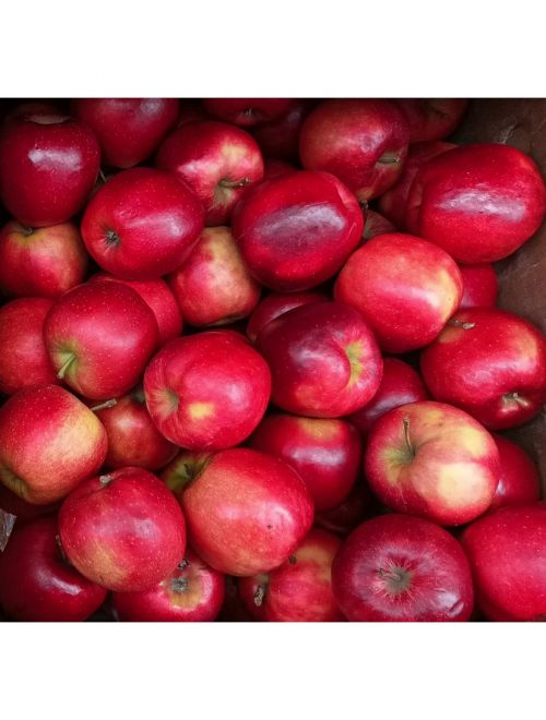 Ябълки сорт  Ред Джонапринц
