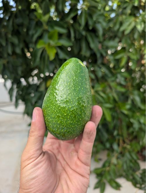 Авокадо, сорт Green Skin, био