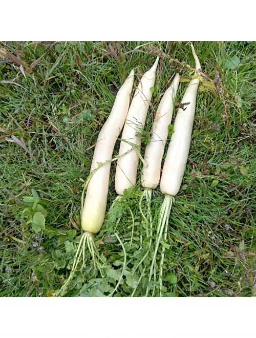 Бяла ряпа Дайкон