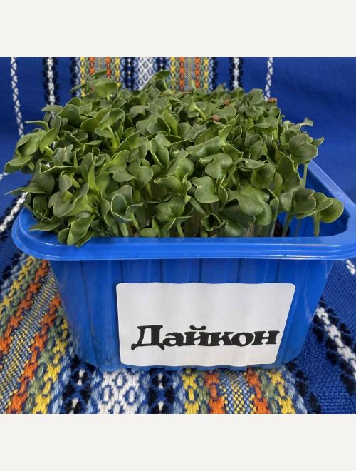 Микрорастения от Дайкон