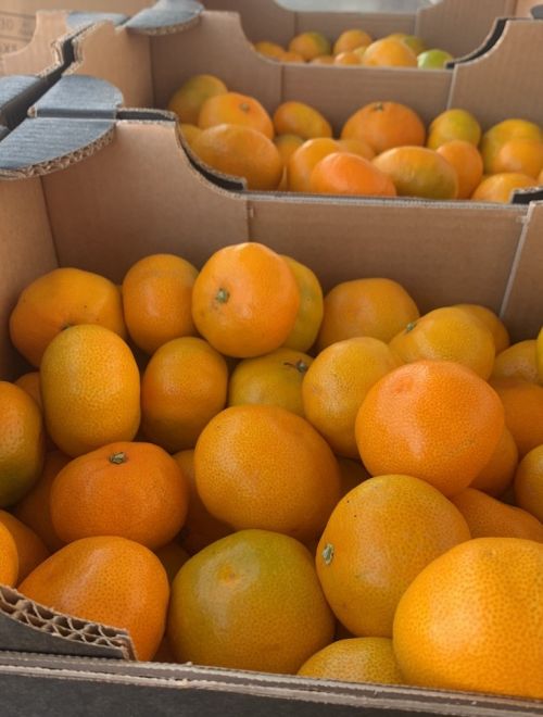 Мандарини, сорт Satsuma, био