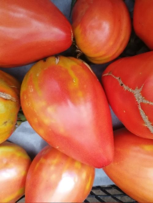Червени градински домати