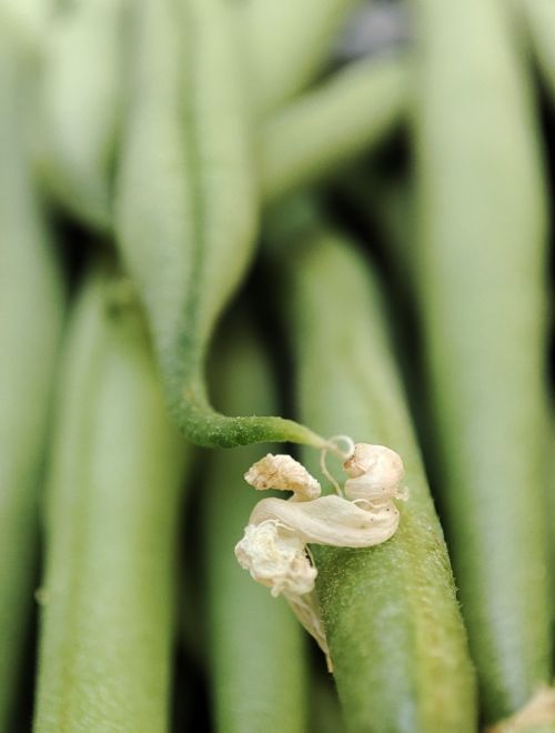 Пресен био зелен фасул