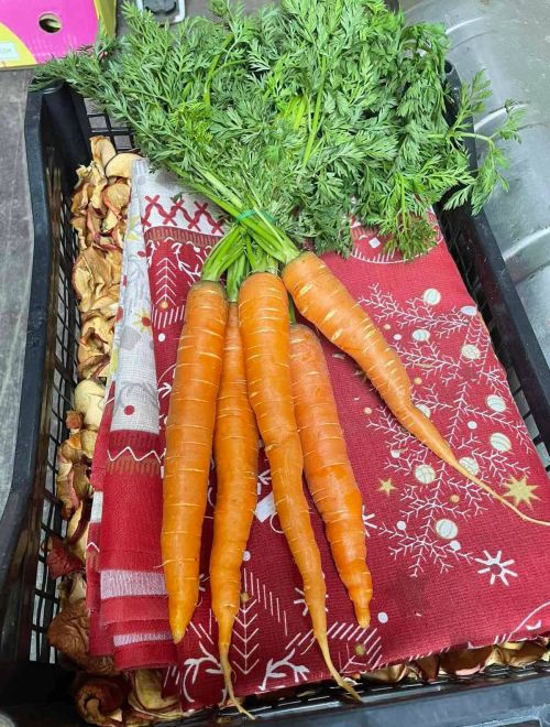 Пресни моркови, връзка