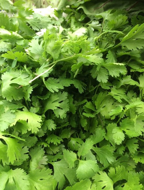 Поръчай Пресен кориандър произведен от Grown with Love - Хранкооп