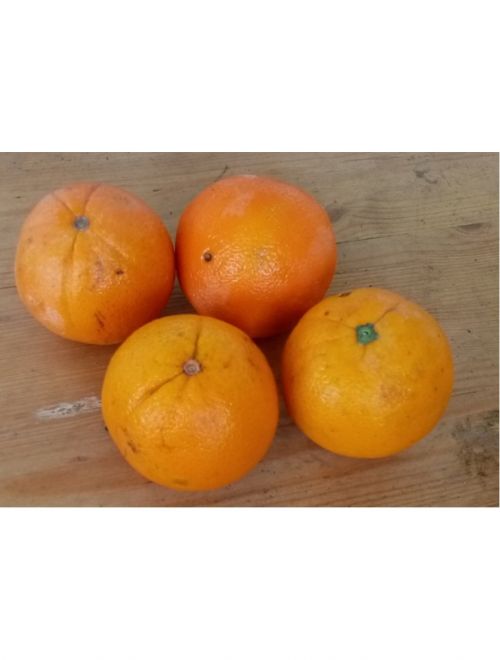 Портокали за сок - летен сорт