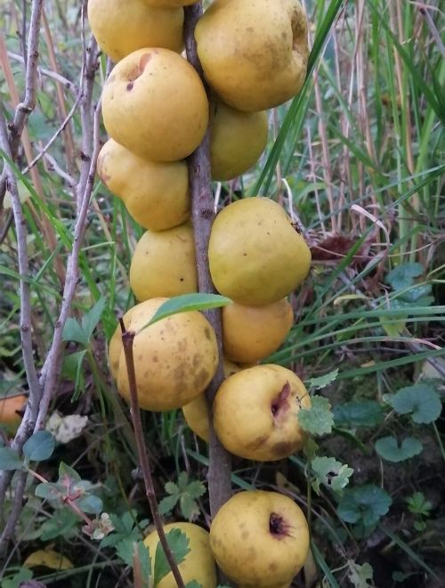 Изсушени кори от планински лимон