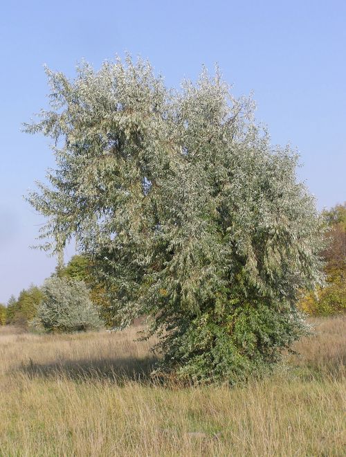 Миризлива върба, Elaeagnus angustifolia