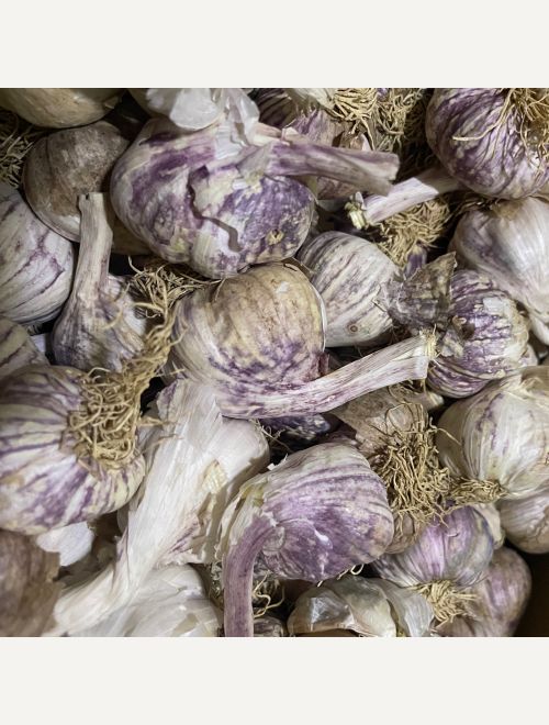 Чесън, глави