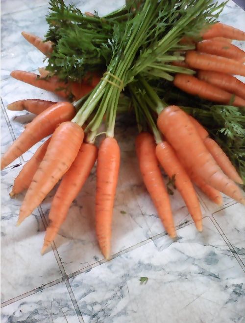 Моркови, био