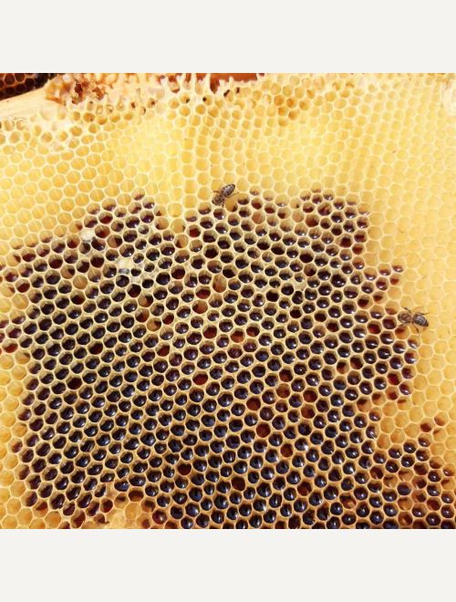 Пчелен мед горски билки и мана от дъб, 500 г
