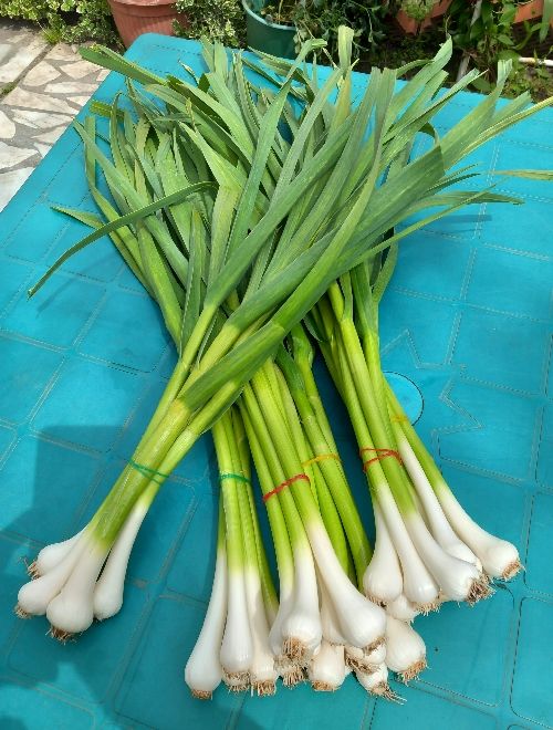 Пресен чесън, био