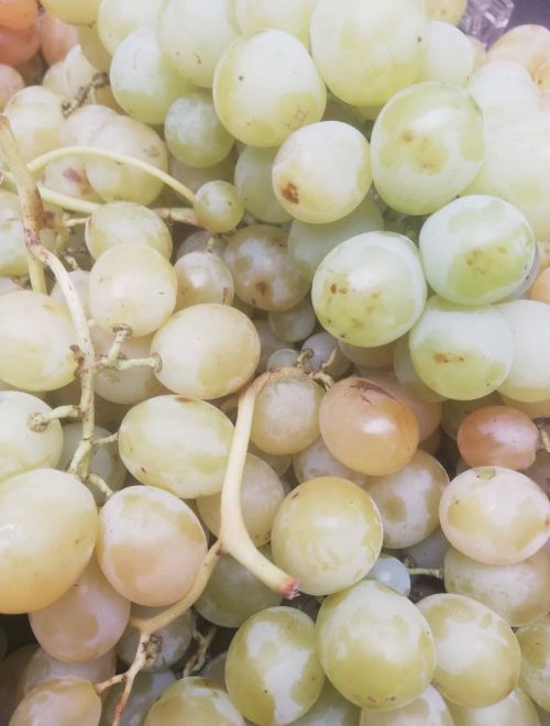 Бяло грозде, сорт Наслада