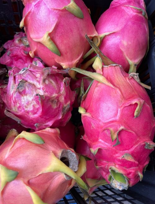 Драконов плод