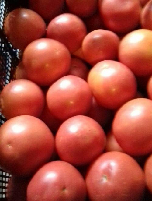 Поръчай Домати розови, средни, сорт Торбей био произведен от Вантана ...