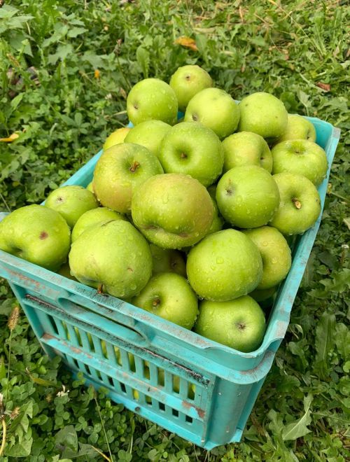 Ябълки микс от с. Гергини, Габровско