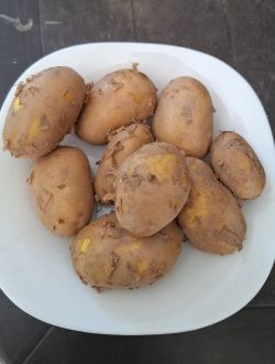 Картофи, жълти