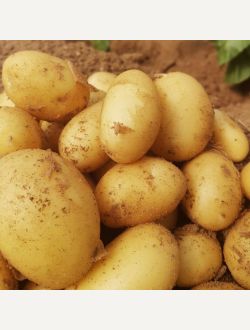 Пресни картофи