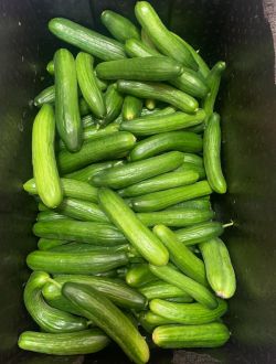 Краставици, късоплодни
