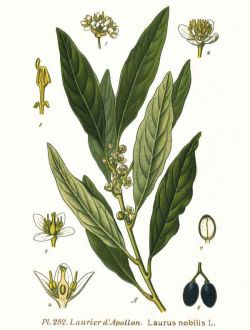 Лавър, Laurus nobilis, семена