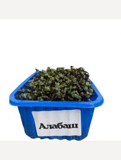 Микрорастения от Алабаш