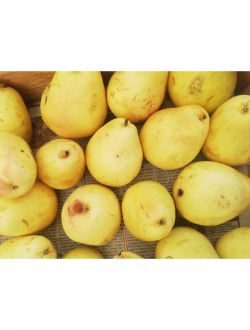 Круши, сорт Санта Мария
