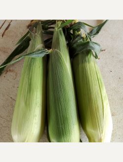 Царевица