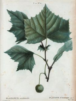 Западeн чинар, Platanus occidentalis, семена