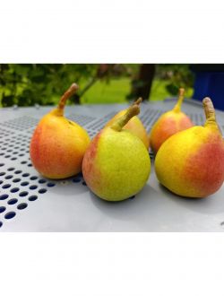 Круши, сорт Жифардова масловка