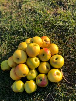 Ябълки сорт Айвания