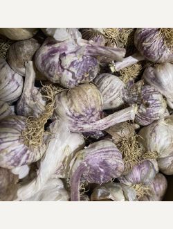 Чесън, глави